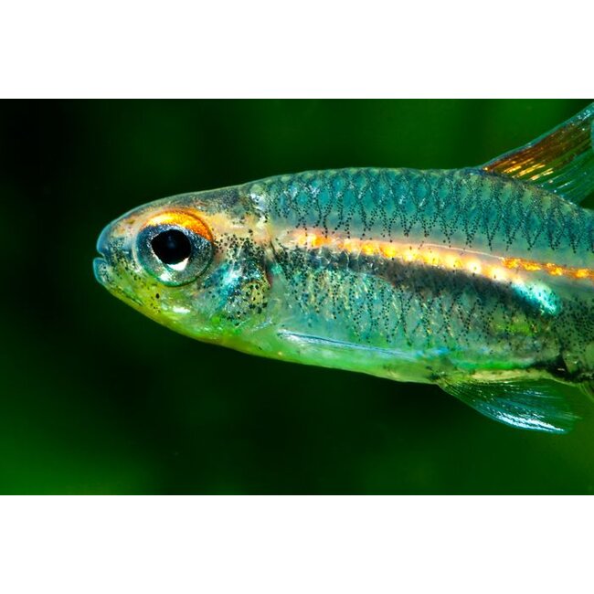 Vuurneon M - Hemigrammus Erythrozonus