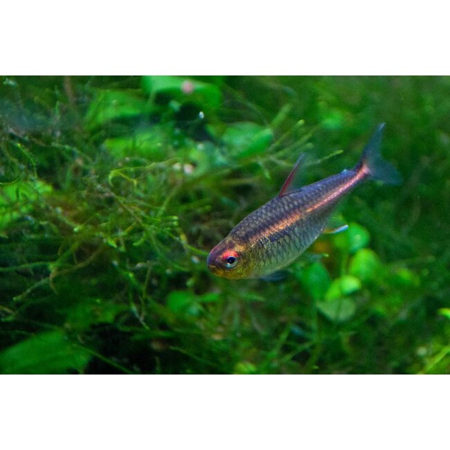 Vuurneon M - Hemigrammus Erythrozonus