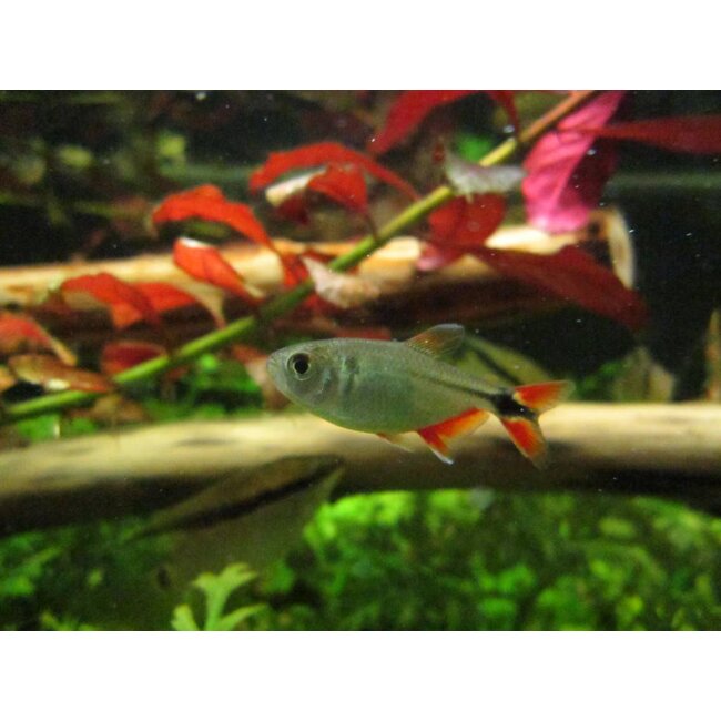 Ruitenvlekzalm - Hemigrammus Caudovittatus