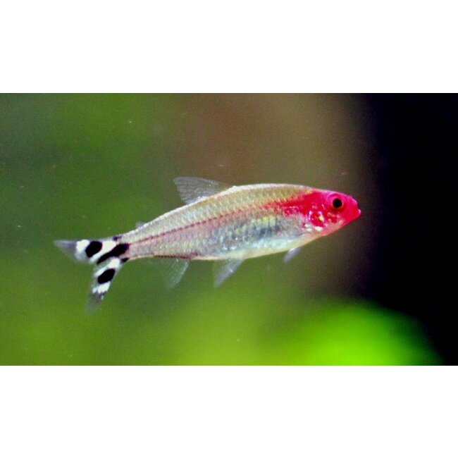 Roodkopzalm - Petitella Georgia