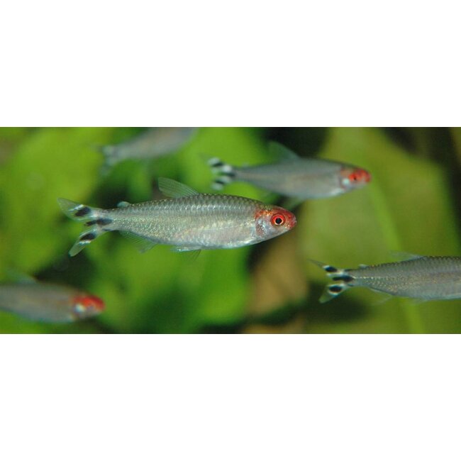 Roodkopzalm - Petitella Georgia