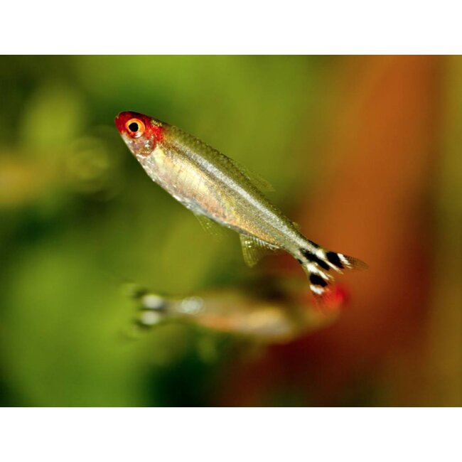 Roodkopzalm - Petitella Georgia