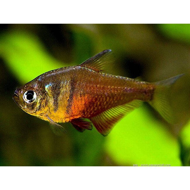 Rode Rio M - Hyphessobrycon Flammeus