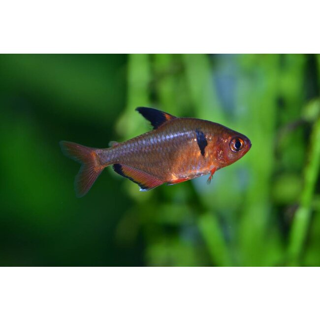 Rode Minor - Hyphessobrycon eques