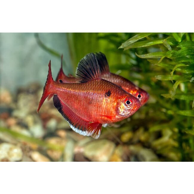 Rode Minor - Hyphessobrycon eques