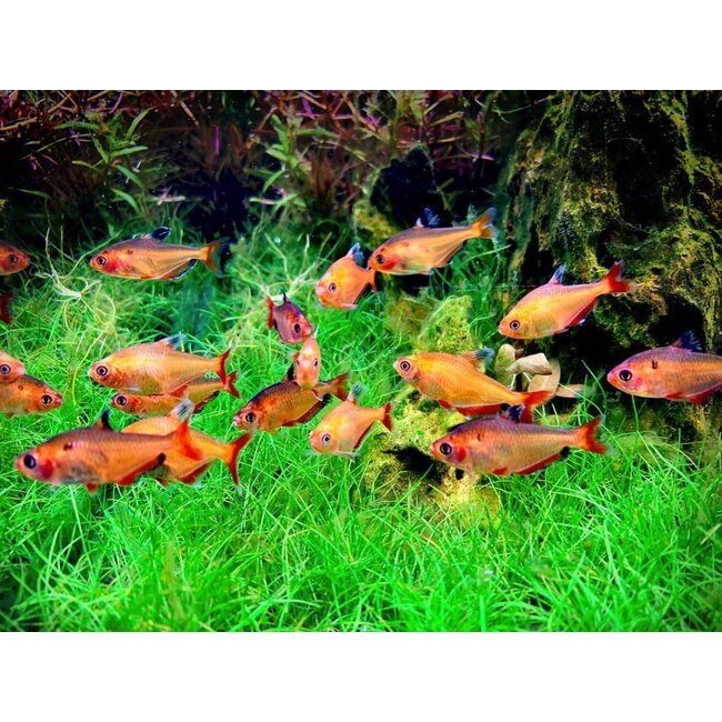 Rode Fantoomzalm - Megalamphodus Sweglesi