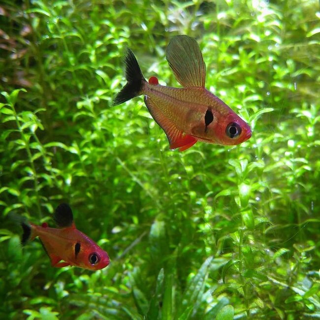 Rode Fantoomzalm - Megalamphodus Sweglesi