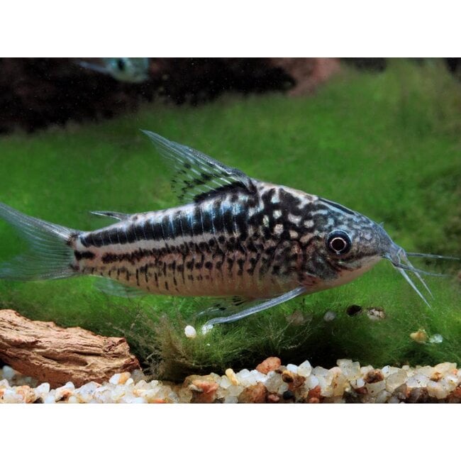 Corydoras Elegans