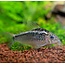 Corydoras Elegans