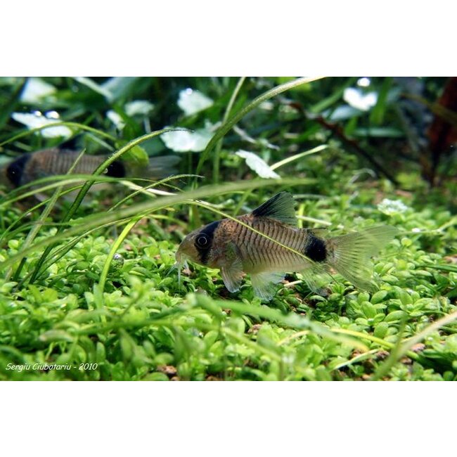 Corydoras Panda