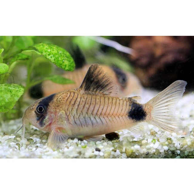 Corydoras Panda
