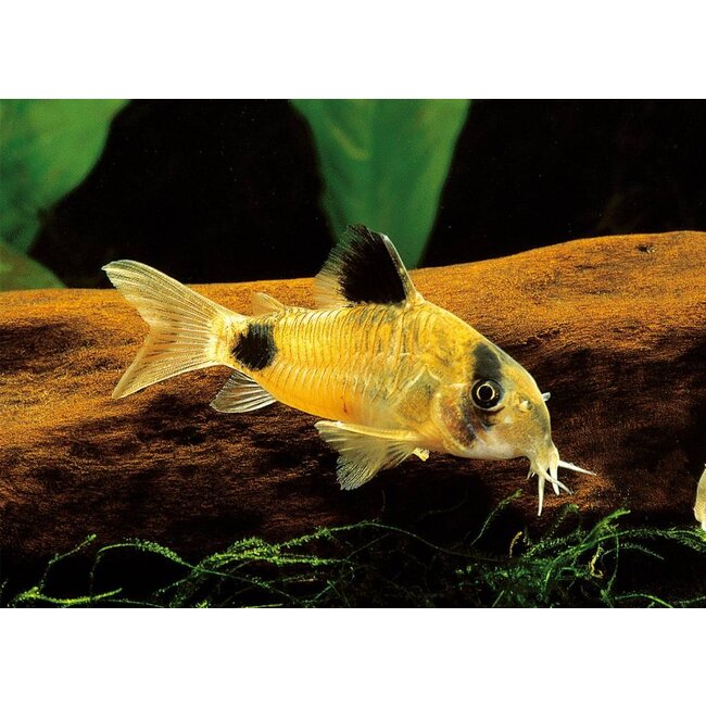 Corydoras Panda