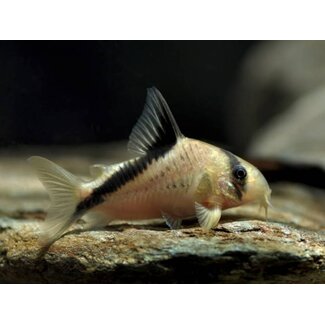 Corydoras Melini