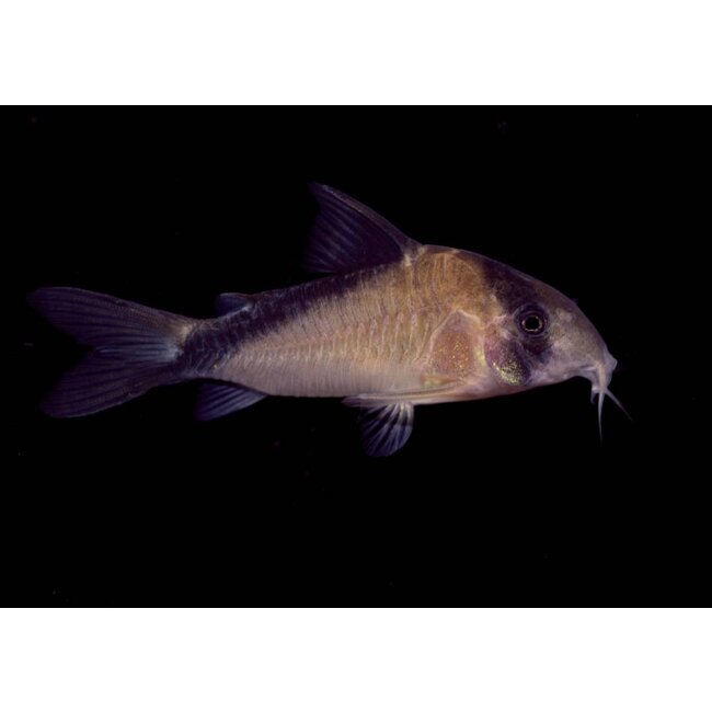 Corydoras Melini