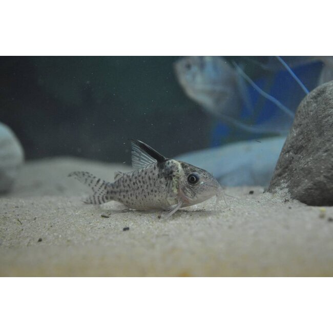 Corydoras Melanistius