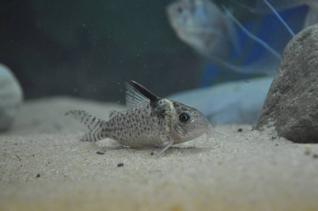 Corydoras Melanistius Aqua Natura