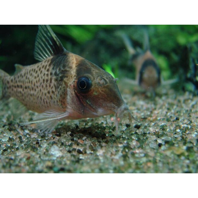 Corydoras Melanistius