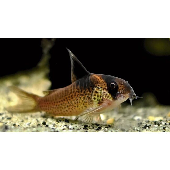 Corydoras Melanistius