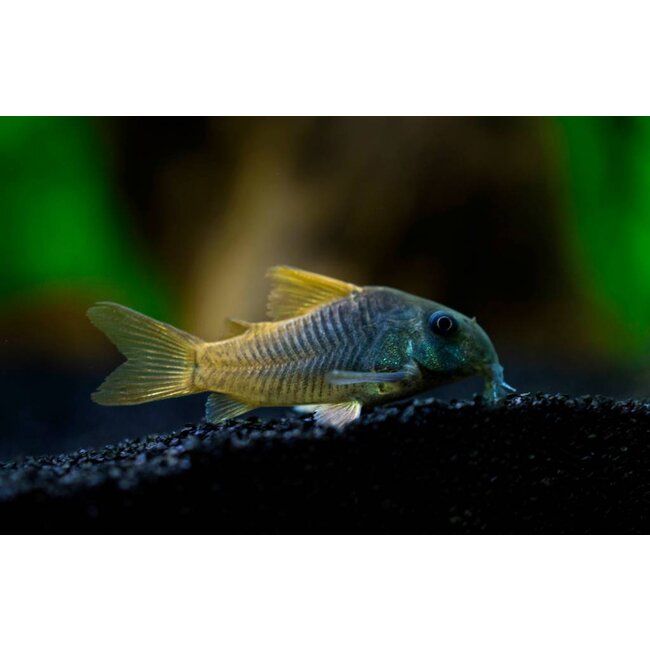 Corydoras Concolor