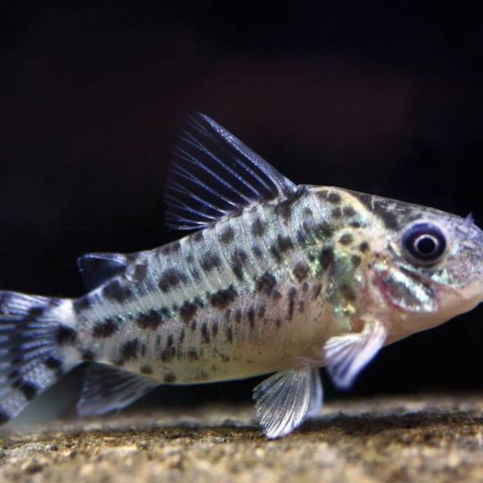 Corydoras Agassizii* - Aqua Natura