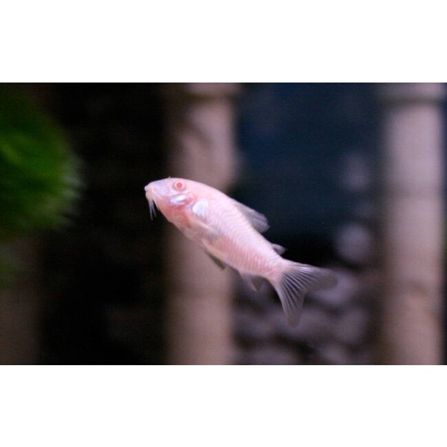 Corydoras Albino