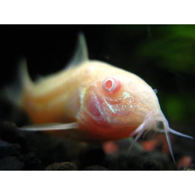 Corydoras Albino