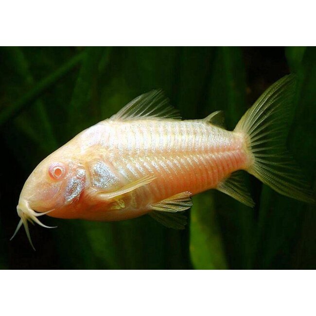 Corydoras Albino