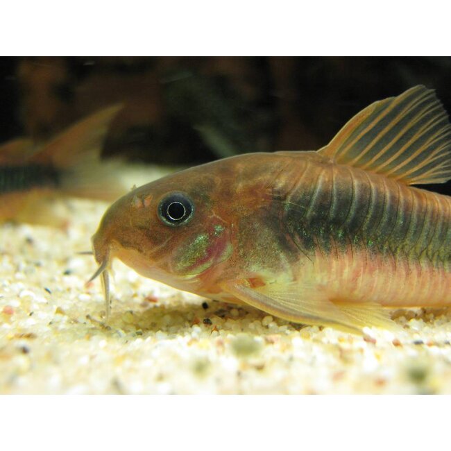 Corydoras Aeneus