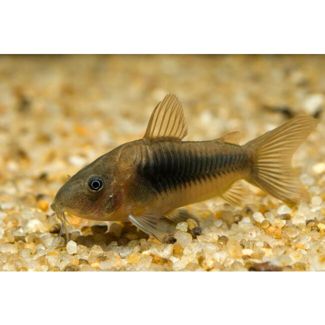 Corydoras Aeneus