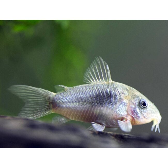 Corydoras Aeneus