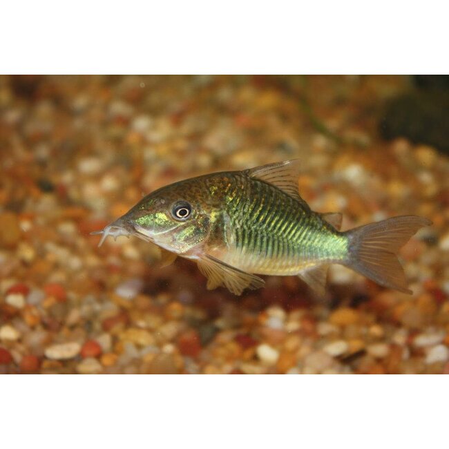 Brochis Splendens - Groene Pantsermeerval