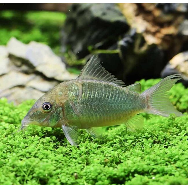 Brochis Splendens - Groene Pantsermeerval