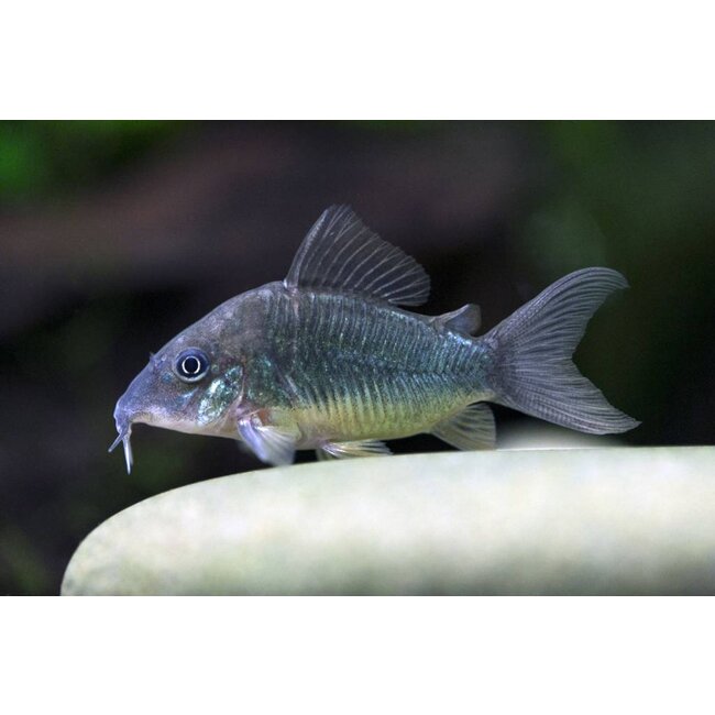 Brochis Splendens - Groene Pantsermeerval