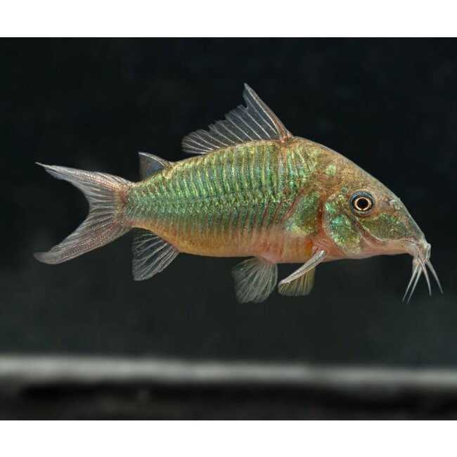 Brochis Splendens - Groene Pantsermeerval