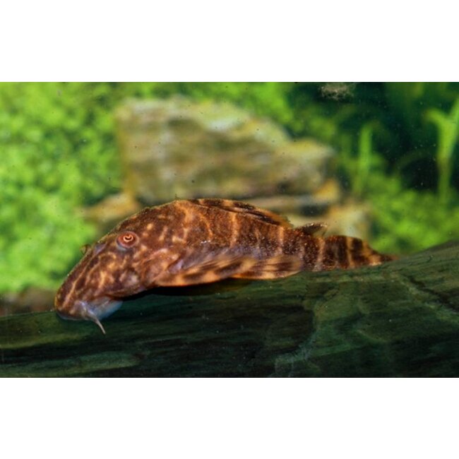 Peckoltia Vittata (L015)