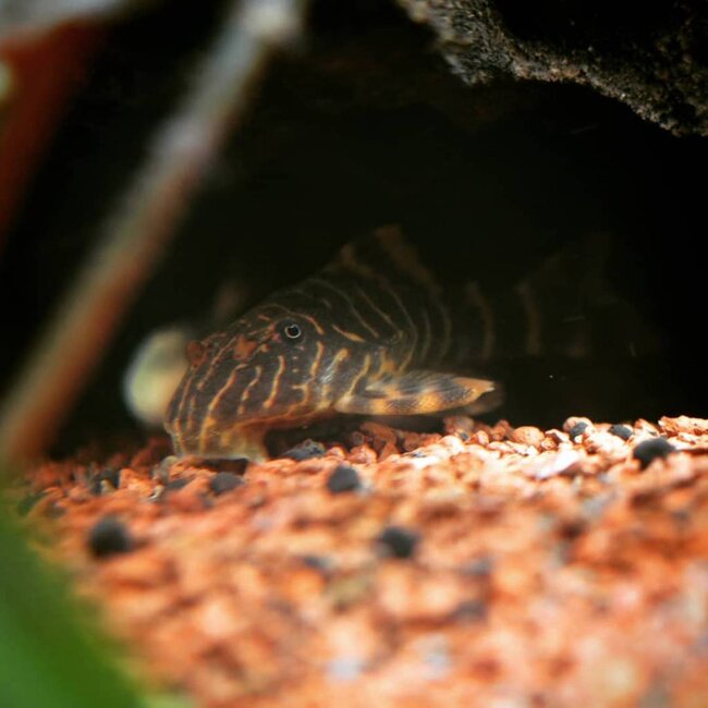 Peckoltia Vittata (L015)