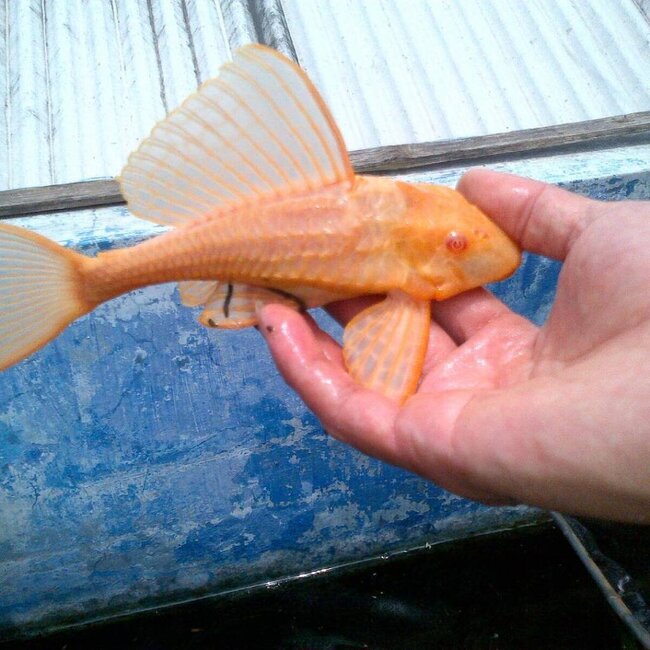 Zeilvin Pleco Goud - Glyptoperichthys Gibbiceps