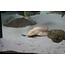 Zeilvin Pleco Goud - Glyptoperichthys Gibbiceps