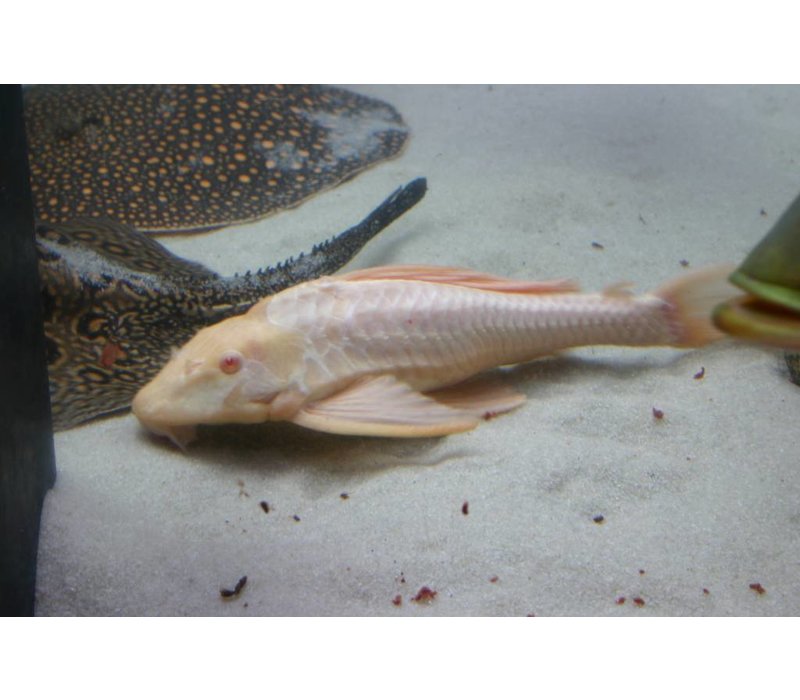 Sailfin Pleco Albino - Glyptoperichthys Gibbiceps