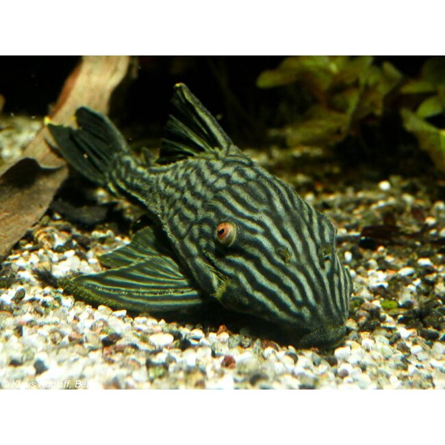 Roodoogpleco (L190) - Panaque Nigrolineatus