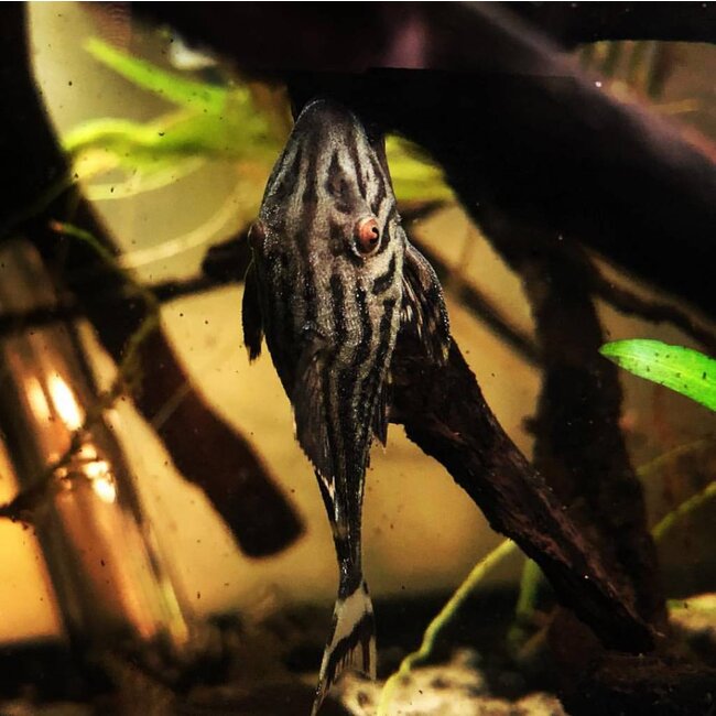 Roodoogpleco (L190) - Panaque Nigrolineatus