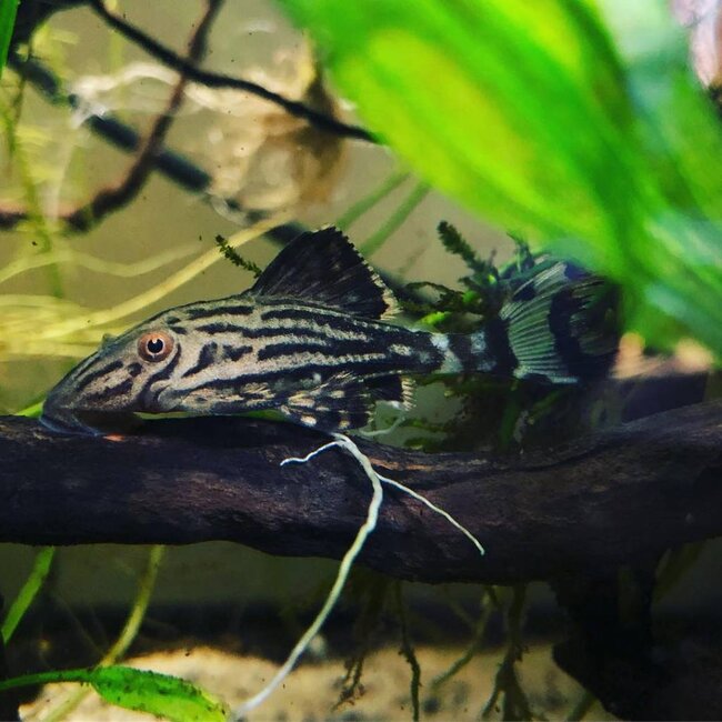 Roodoogpleco (L190) - Panaque Nigrolineatus