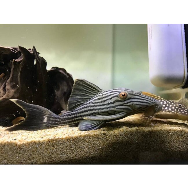 Roodoogpleco (L190) - Panaque Nigrolineatus