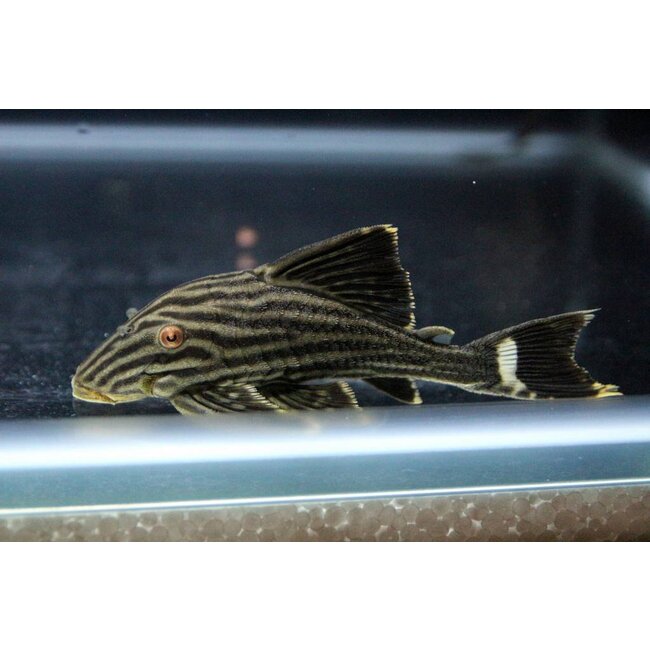 Roodoogpleco (L190) - Panaque Nigrolineatus
