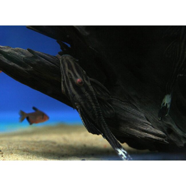 Roodoogpleco (L190) - Panaque Nigrolineatus