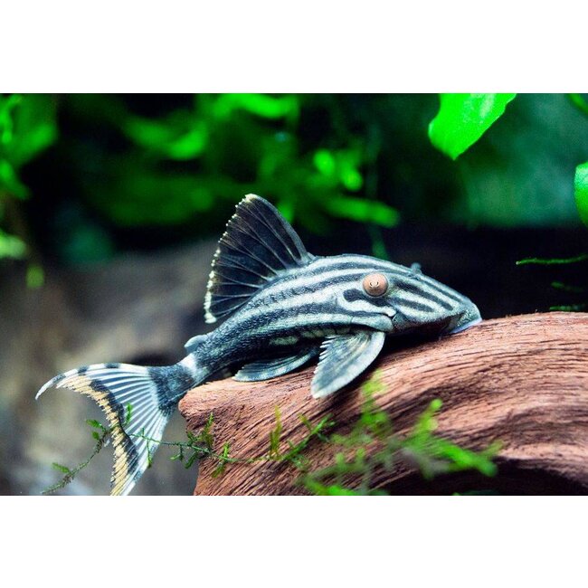 Roodoogpleco (L190) - Panaque Nigrolineatus