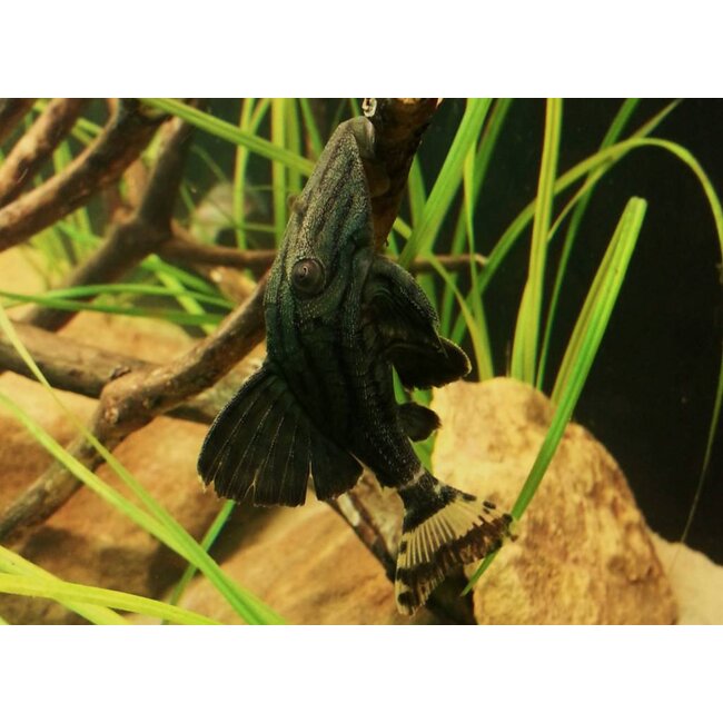 Roodoogpleco (L190) - Panaque Nigrolineatus