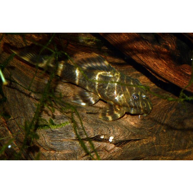 Clown Pleco (L104) - Panaqolus Maccus