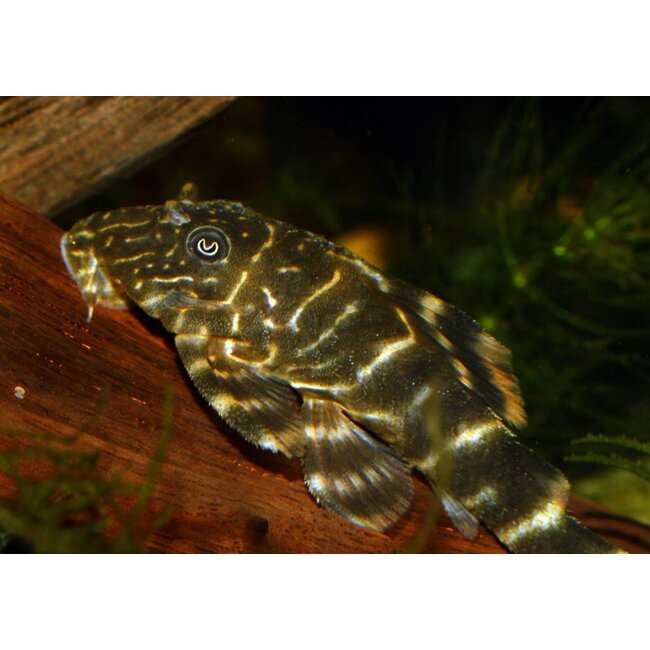 Clown Pleco (L104) - Panaqolus Maccus