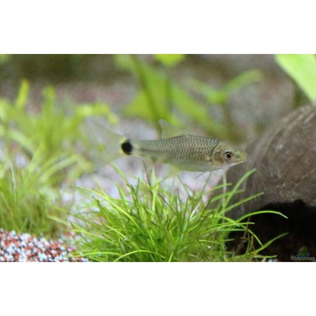 Crossocheilus Reticulatus